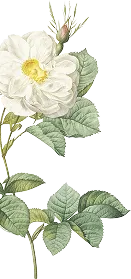 Floral Decoration