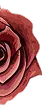 Floral Decoration